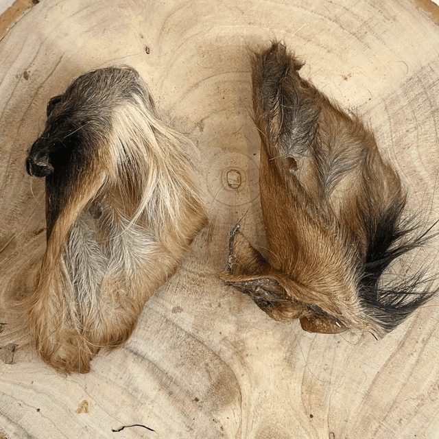 Cow Ear with Hair